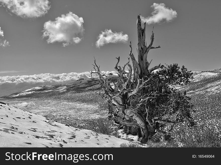 Ancient Bristlecone grows on a hillside with the white mountains in the background. Ancient Bristlecone grows on a hillside with the white mountains in the background.