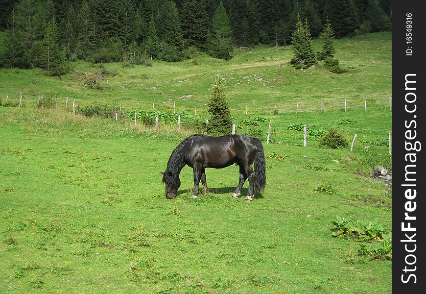 Black horse on a fresh green meadow