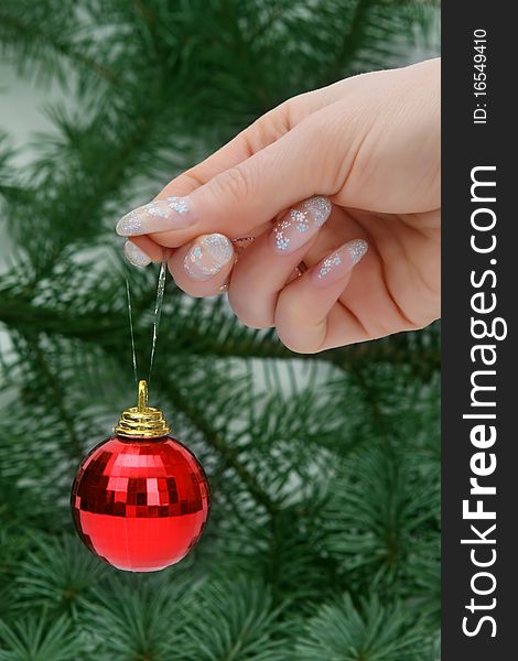 Female hand holding a Christmas ball on natural christmas tree. Female hand holding a Christmas ball on natural christmas tree