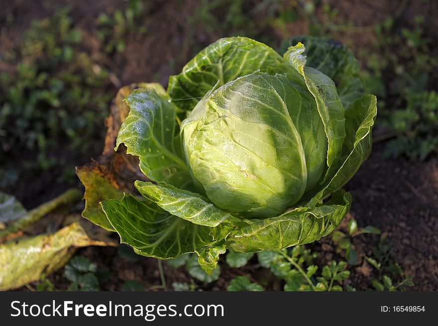 Ripe cabbage