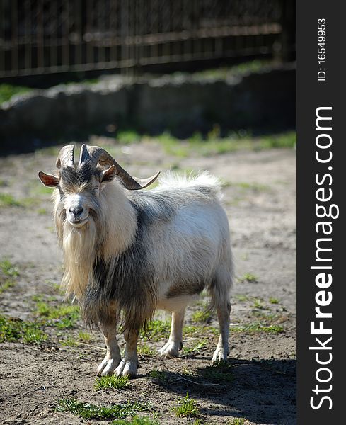 Turkomen Markhor in zoo looking to you