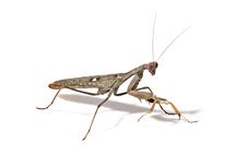 Mantis Royalty Free Stock Images