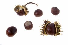 Chestnut Royalty Free Stock Photo Chestnut Royalty Free Stock Photo