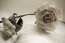 The Dry Rose Is Lying On Book Stock Photo The Dry Rose Is Lying On Book Stock Photo