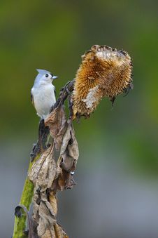 Free Tufted Titmouse A1 Stock Photos - 16559673