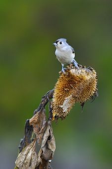 Free Tufted Titmouse A2 Royalty Free Stock Images - 16559689