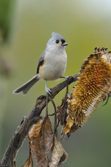 Free Tufted Titmouse A3 Stock Photography - 16559742