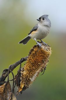 Free Tufted Titmouse A4 Stock Image - 16559771