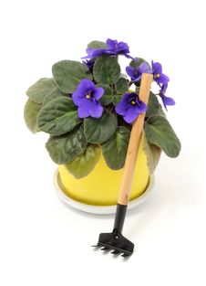Beautiful Violet Flower In Pot With Rake Isolate Royalty Free Stock Image Beautiful Violet Flower In Pot With Rake Isolate Royalty Free Stock Image