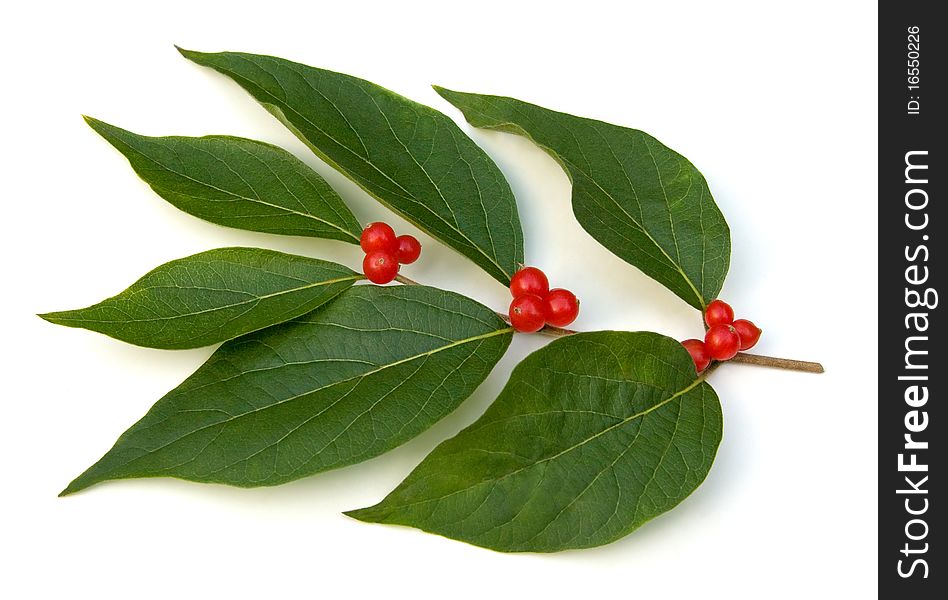 Red berries and leaves isolated on white background