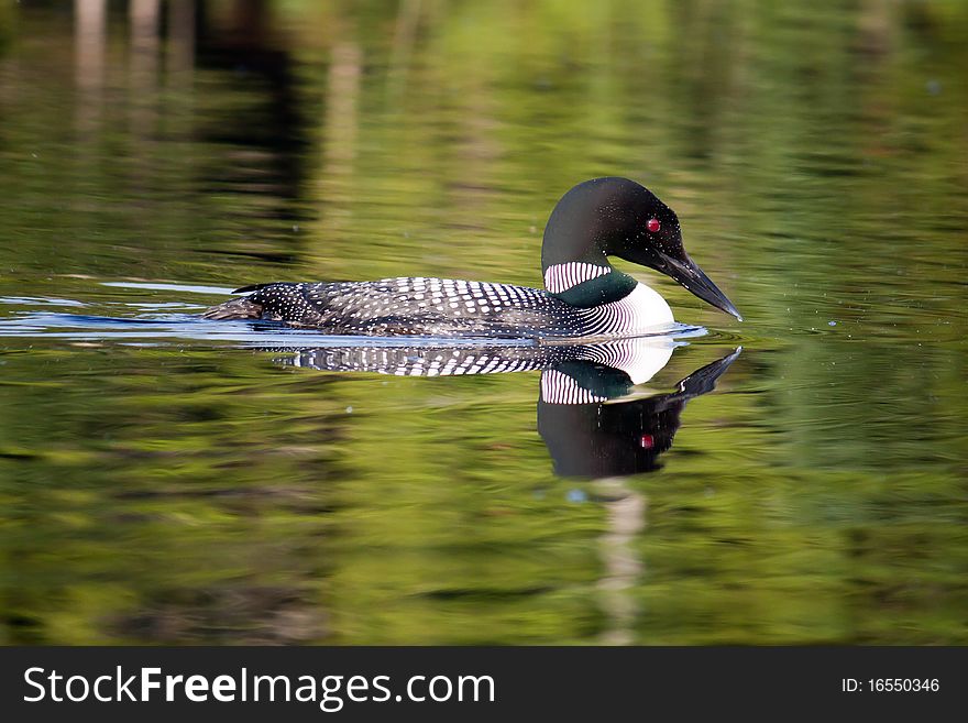 Common Loon (Gavia Immer)