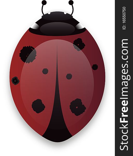 Illustrated vector Ladybird bug isolated on white background with shadow