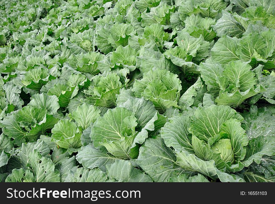 Row of Cabbage in the farm, north part of Thailand