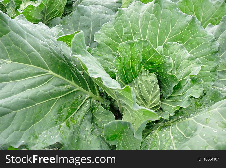 Row of Cabbage in the farm, north part of Thailand