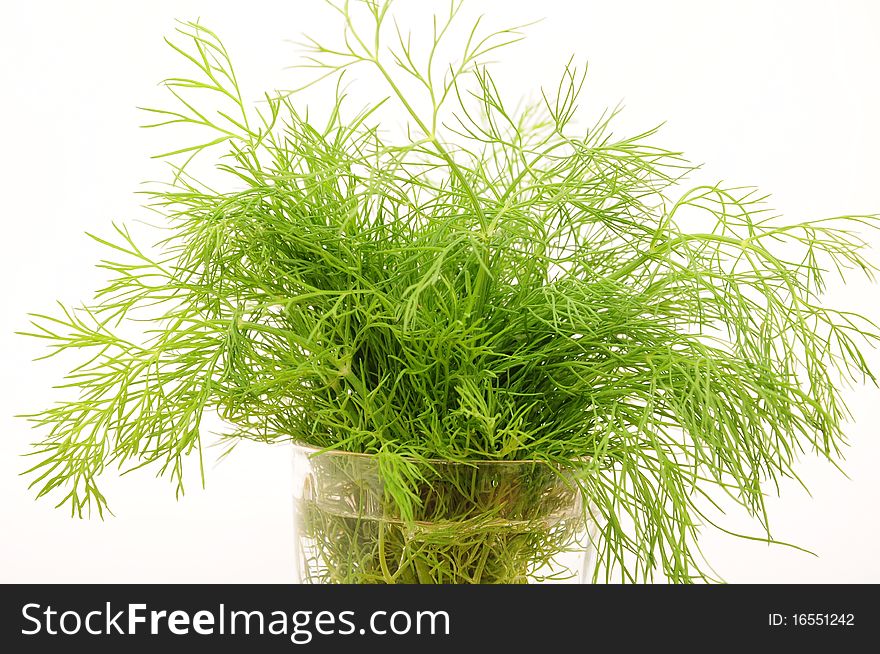 Fresh leaves of celery for seasoning