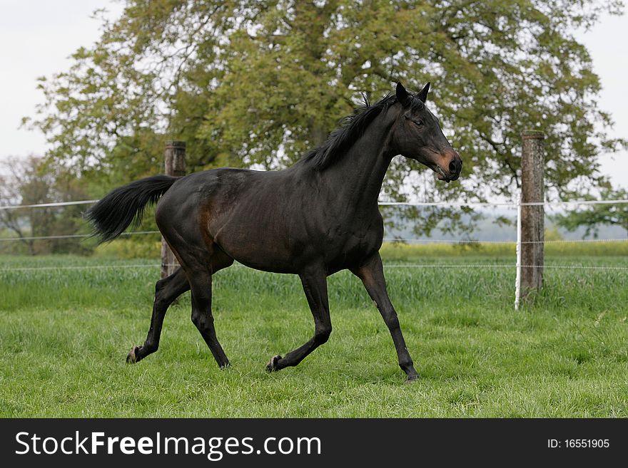 Portrait of a trotting English thoroughbred horse