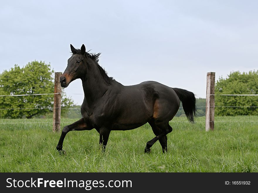 Portrait of a English thoroughbred horse on a meadow