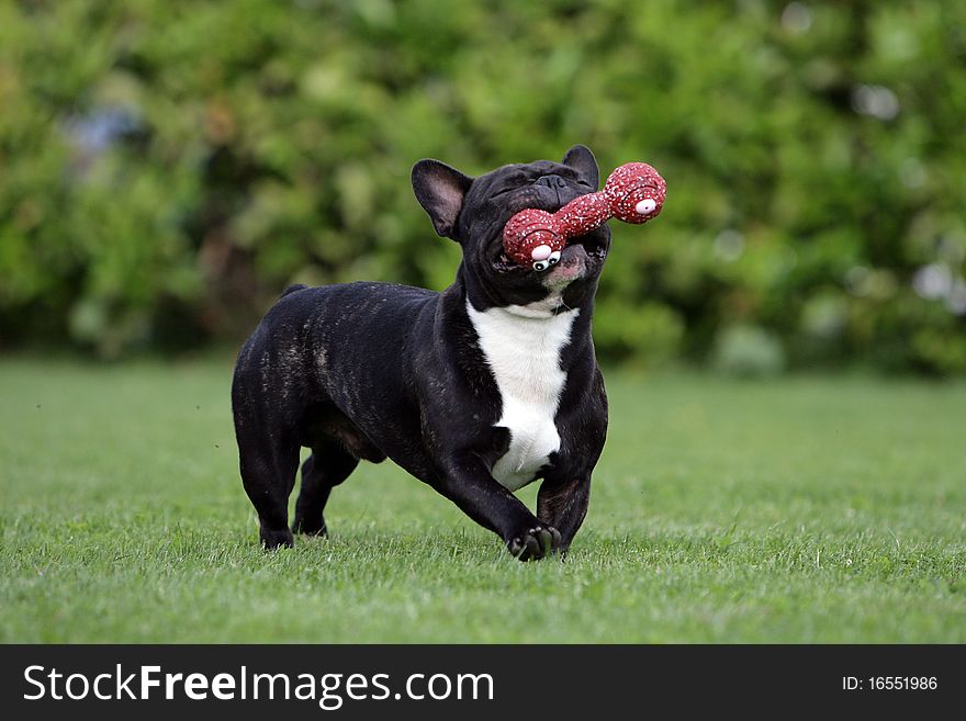 Portrait of a young French bulldog fetching a red dogtoy. Portrait of a young French bulldog fetching a red dogtoy