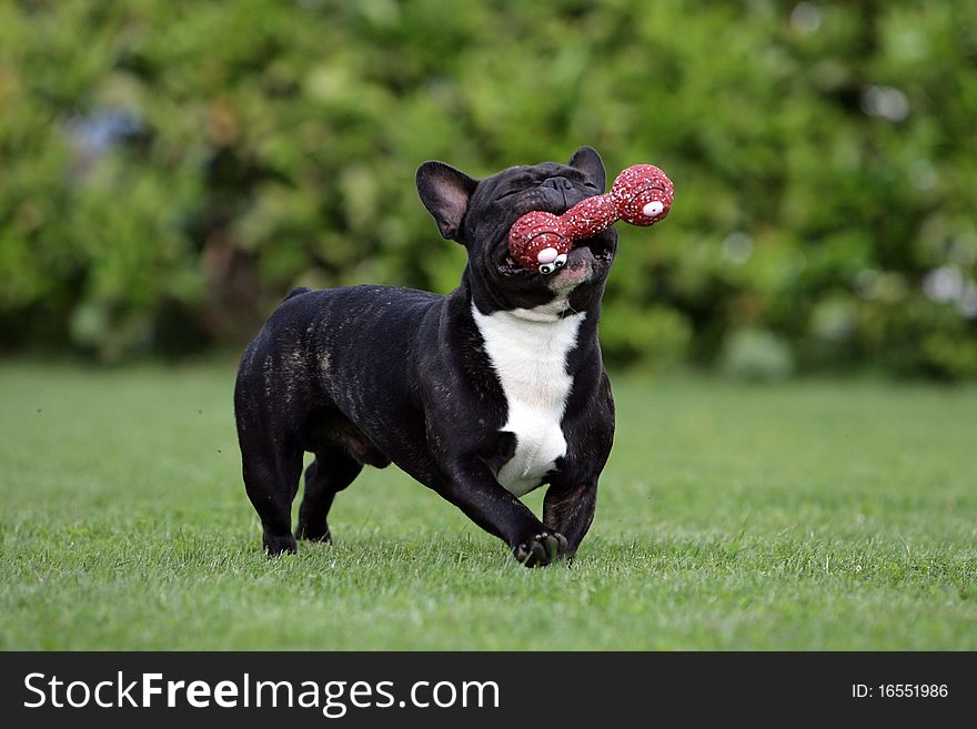 French bulldog with dogtoy