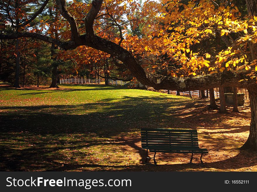 A view of a park bench in autumn setting. A view of a park bench in autumn setting