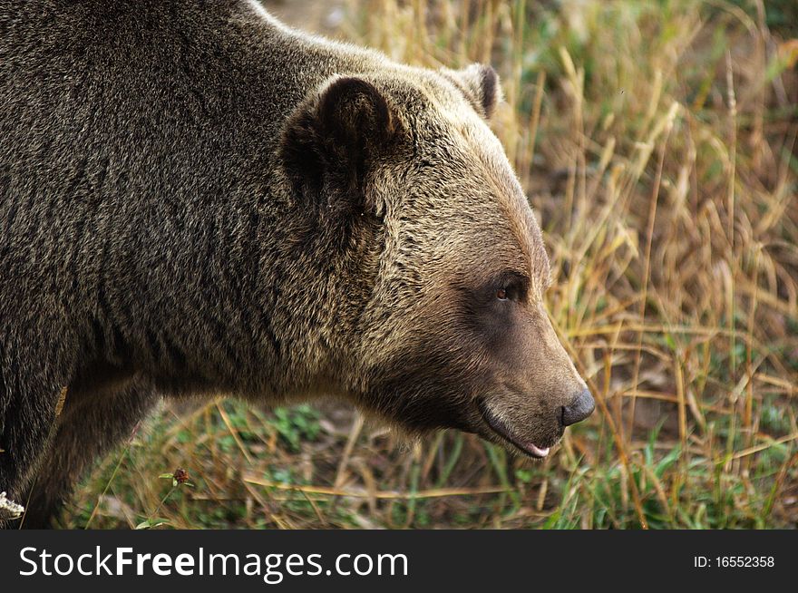 Male Grizzly Bear looking past small tree