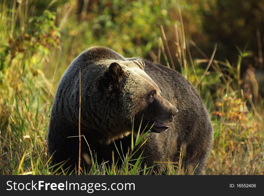 Male Grizzly Bear looking past small tree