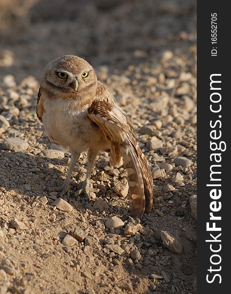Burrowing Owl with injuried wing. Burrowing Owl with injuried wing