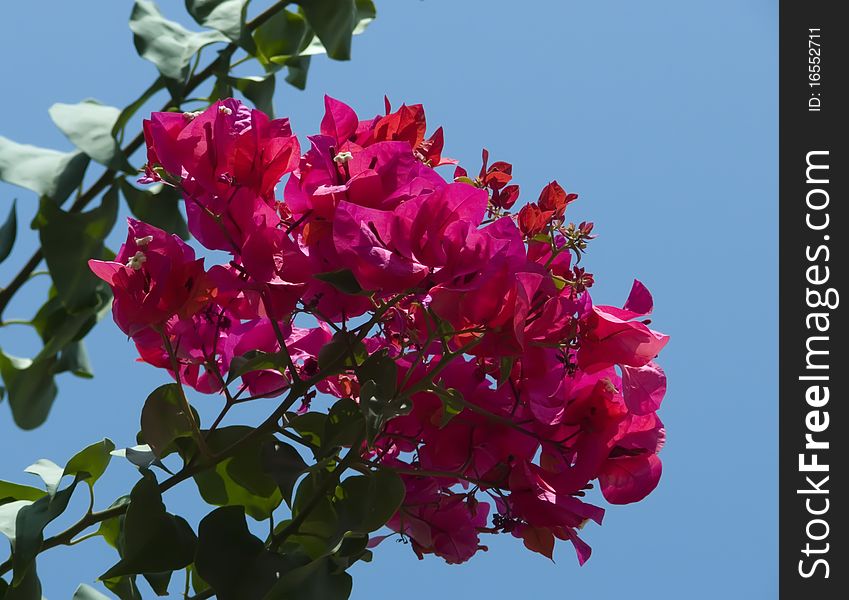 Red Flowers