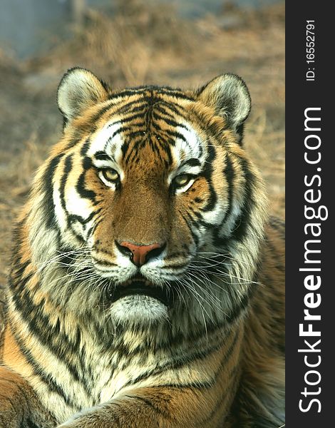 Tiger is the largest feline predator. Tiger is the largest feline predator