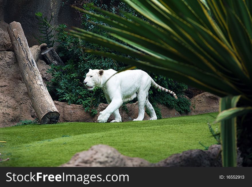 White young tiger daggling in Loro Parque. White young tiger daggling in Loro Parque