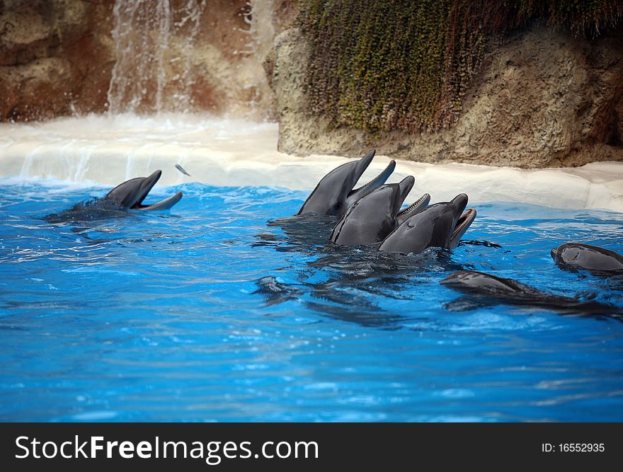 Dolphins plays in blue clear water with waterfall behind. Dolphins plays in blue clear water with waterfall behind