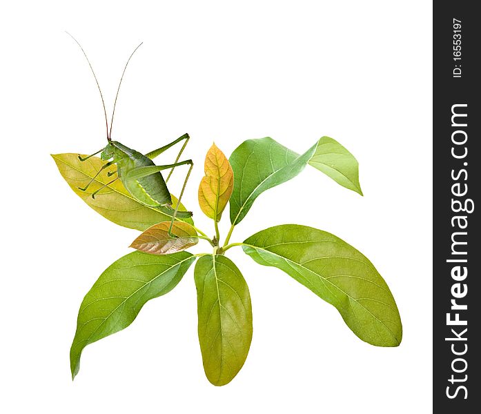 Green female bush-cricket ( long horned grasshopper) on avocado. Green female bush-cricket ( long horned grasshopper) on avocado