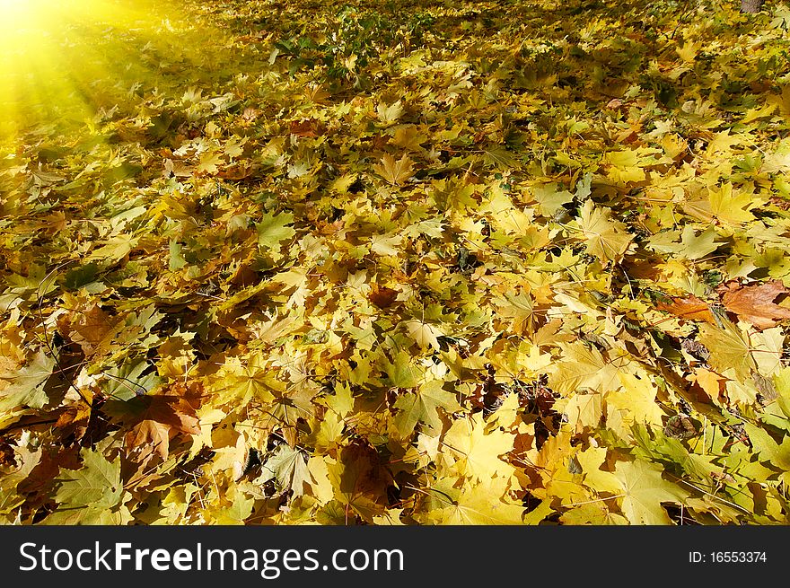 Wonderful Carpet Of  Autumn Foliage.