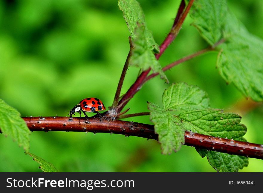 A lady bug walking along the branch of a thornbush. A lady bug walking along the branch of a thornbush.