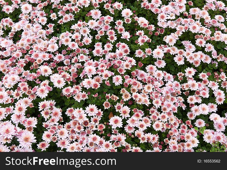 Background from chrysanthemums  on green sheet