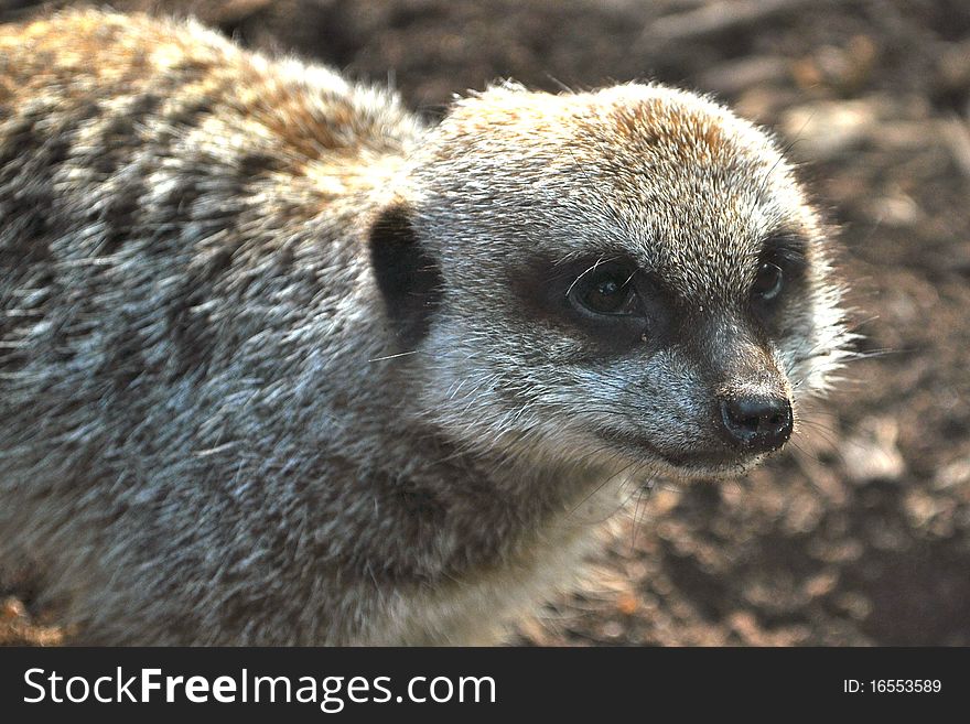 Meerkat (Suricata suricatta) is a mammal from the mongoose family. This one is looking curious from Melbourne Zoo, Australia. Meerkat (Suricata suricatta) is a mammal from the mongoose family. This one is looking curious from Melbourne Zoo, Australia.