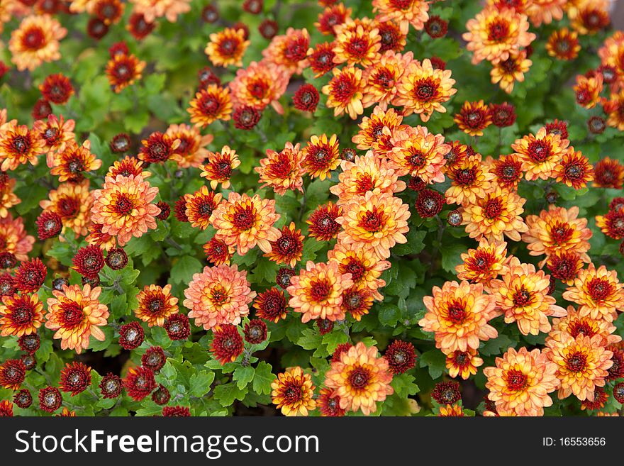 Background from red flower with yellow medium and green sheet