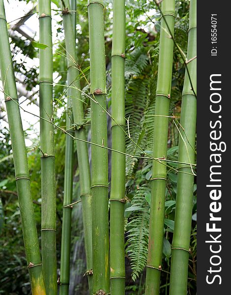 Green bamboo grows in tropical garden