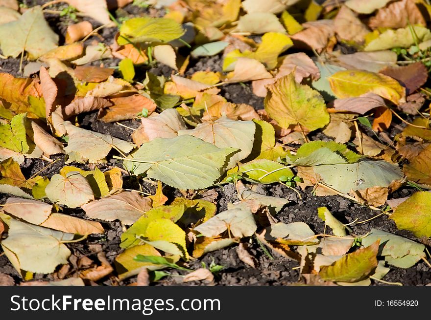 Autumn leaves on the earth