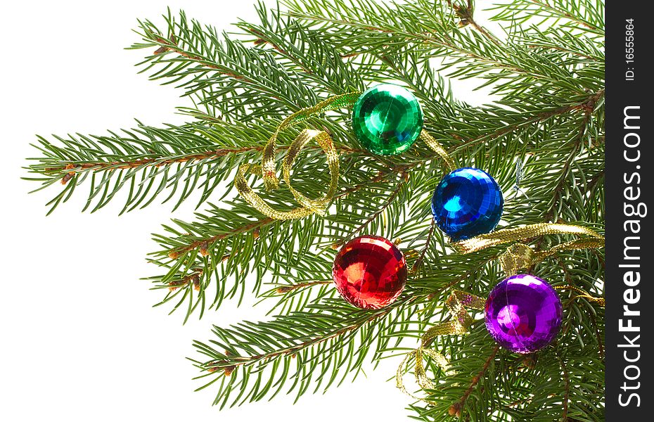 Close-up firtree branch with small balls, isolated on white