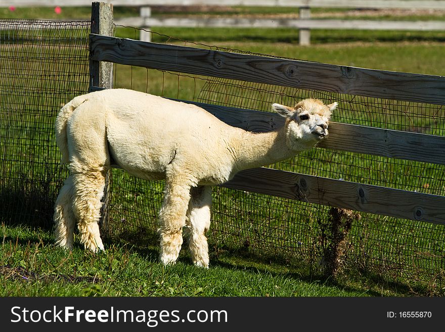 Alpaca scratching on a fence. Alpaca scratching on a fence