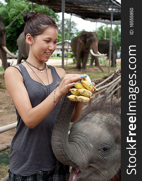 Girl is feeding baby elephant wiht bananas in Thailand