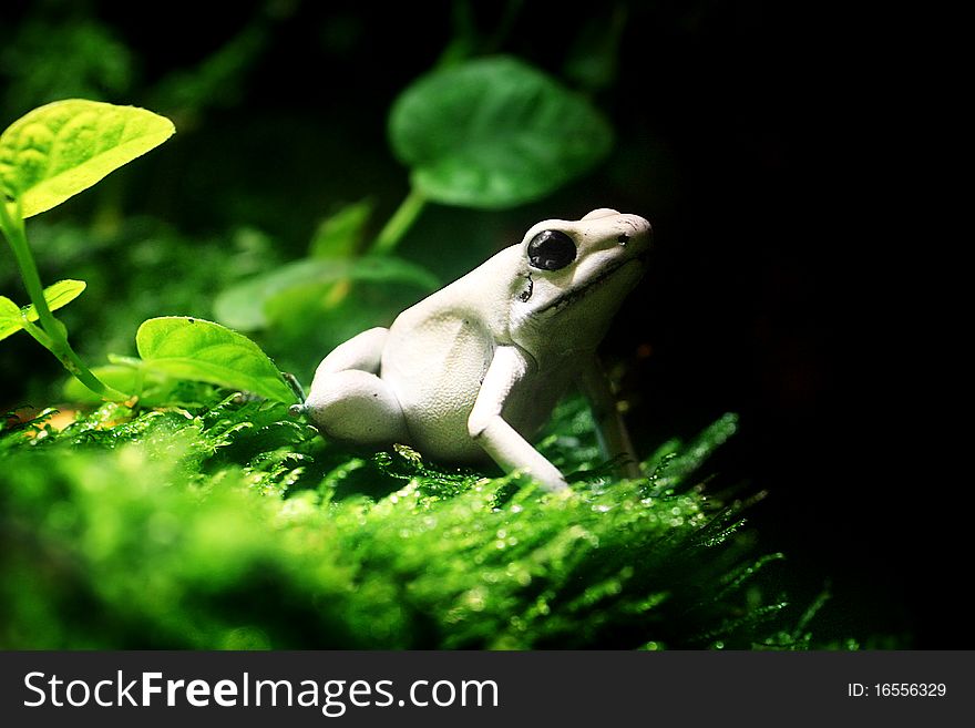 A Terrible Dart Frog (Phyllobates terribilis) sitting on lush green surroundings.