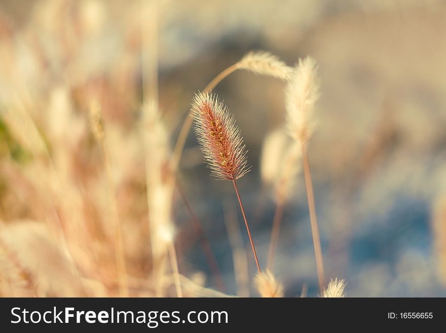 Yellow autumn feather grass in a grass