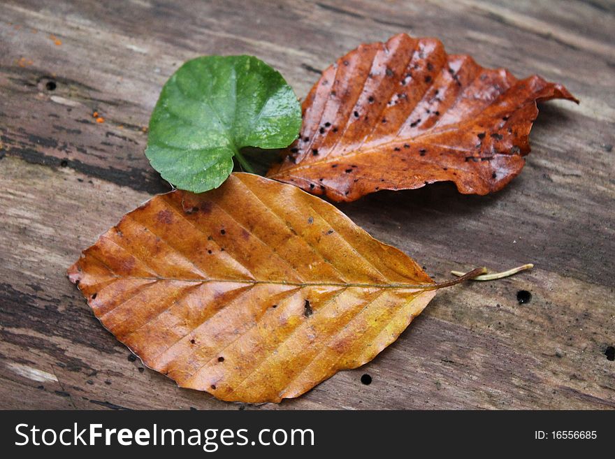 Leaf autumn green yellow brown and orange. Leaf autumn green yellow brown and orange