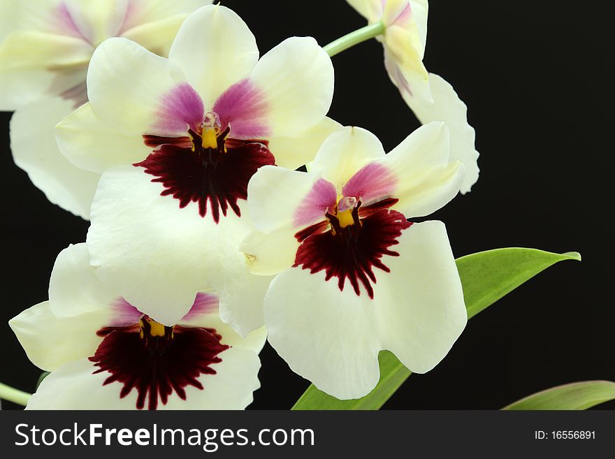 Beautiful Orchids (Miltoniopsis), on black studio background.