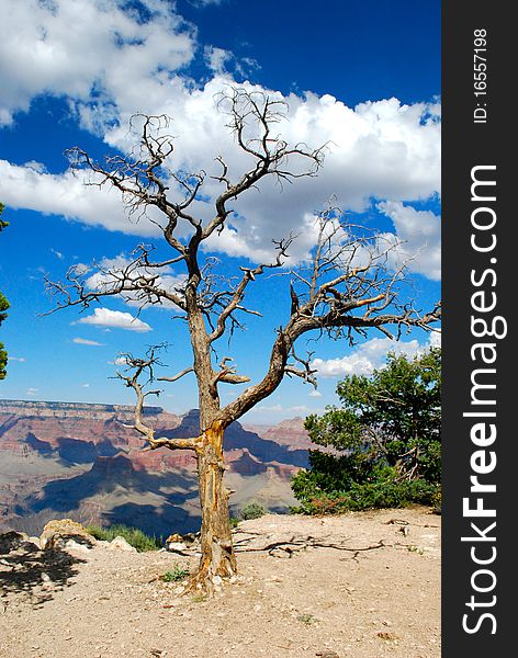 An old tree with the grand canyon background. An old tree with the grand canyon background