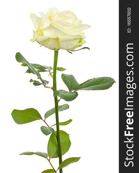 Close-up beautiful white rose, isolated on white