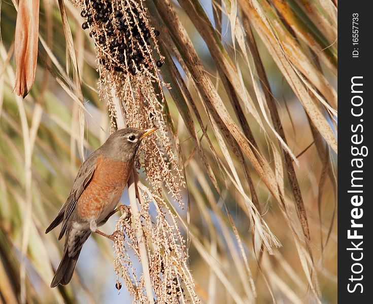 Spring Robin Feeds On Fan Palm Berries