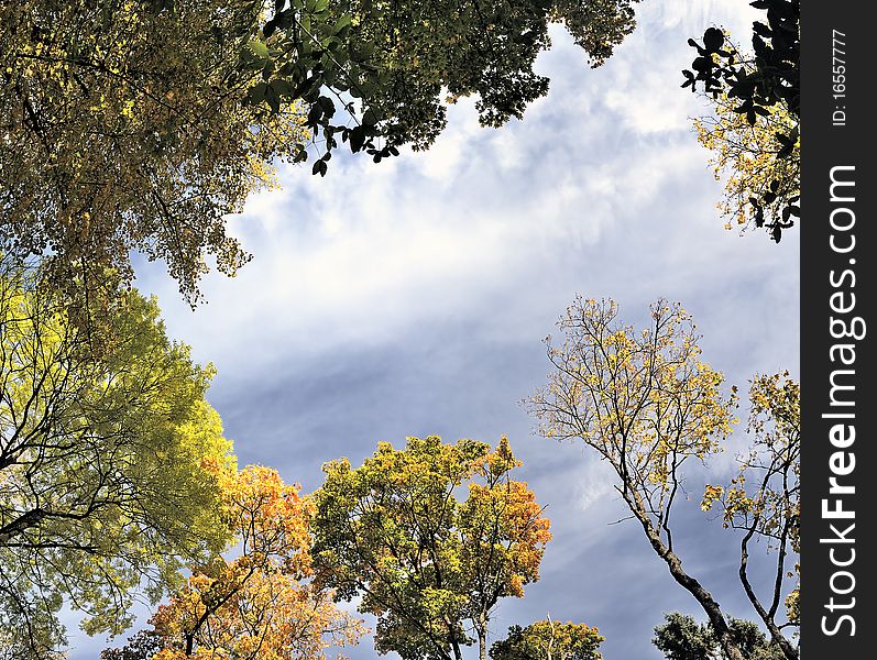 Panorama, autumn leaves of maple on a sky background. Panorama, autumn leaves of maple on a sky background